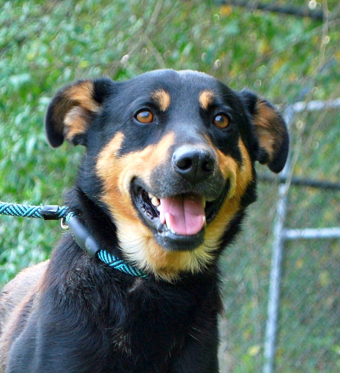 Bear, a Adoptable mixed breed in manchester, TN image 1/5