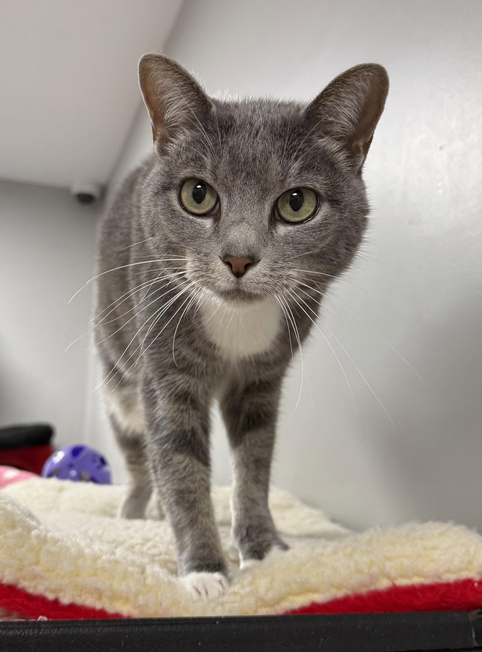 Enlarge Ollo, a Adoptable Domestic Short Hair in Satellite Beach, FL image 2/3