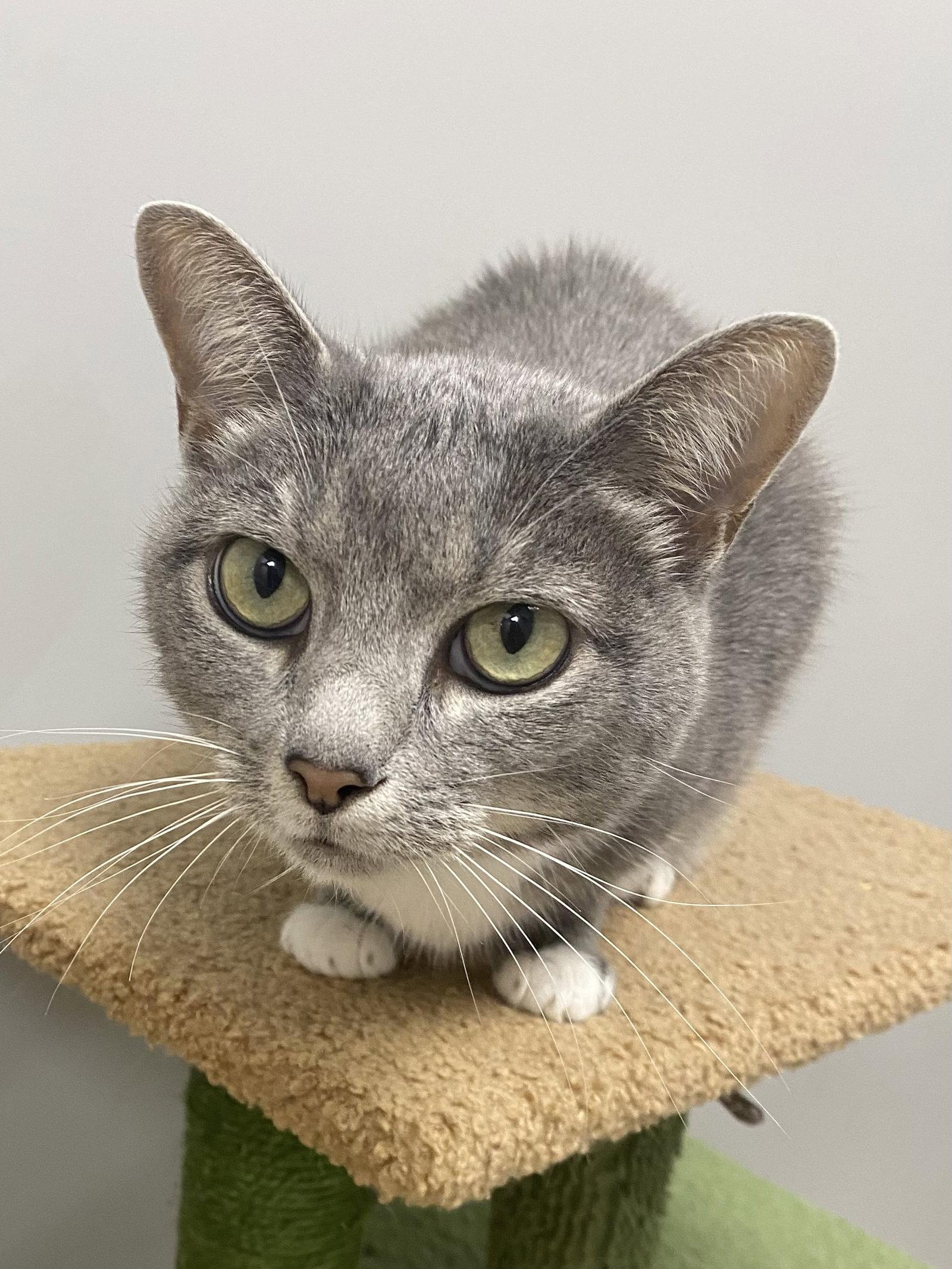 Enlarge Ollo, a Adoptable Domestic Short Hair in Satellite Beach, FL image 3/3