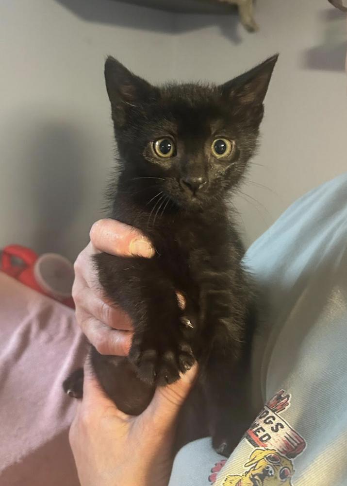 Tibbs Adventureland, Adoptable, Young Male Domestic Short Hair.