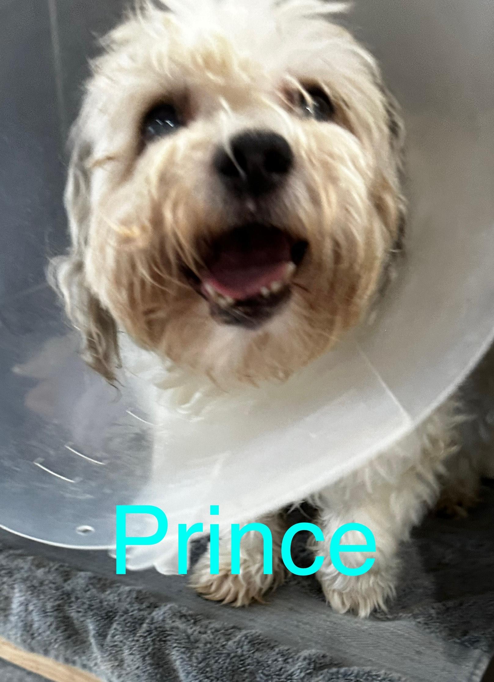 Prince, Senior Male unknown