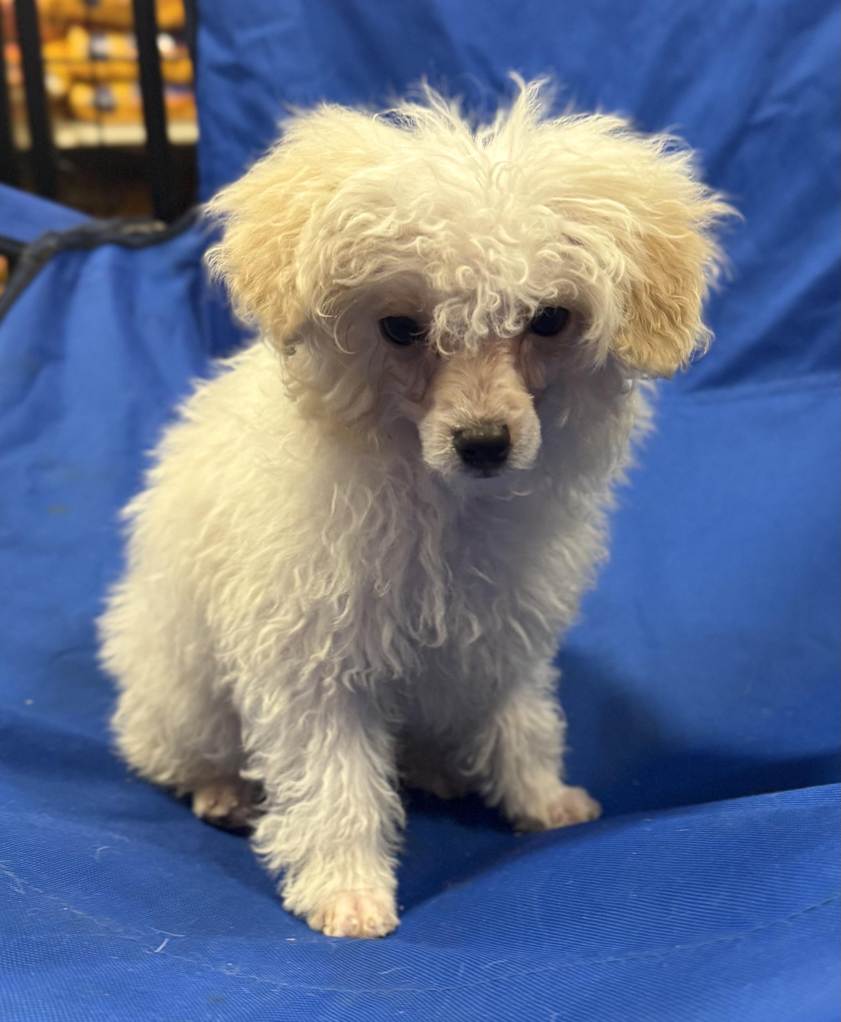 Barron , an adopted Miniature Poodle in warrenville, SC image 3/6