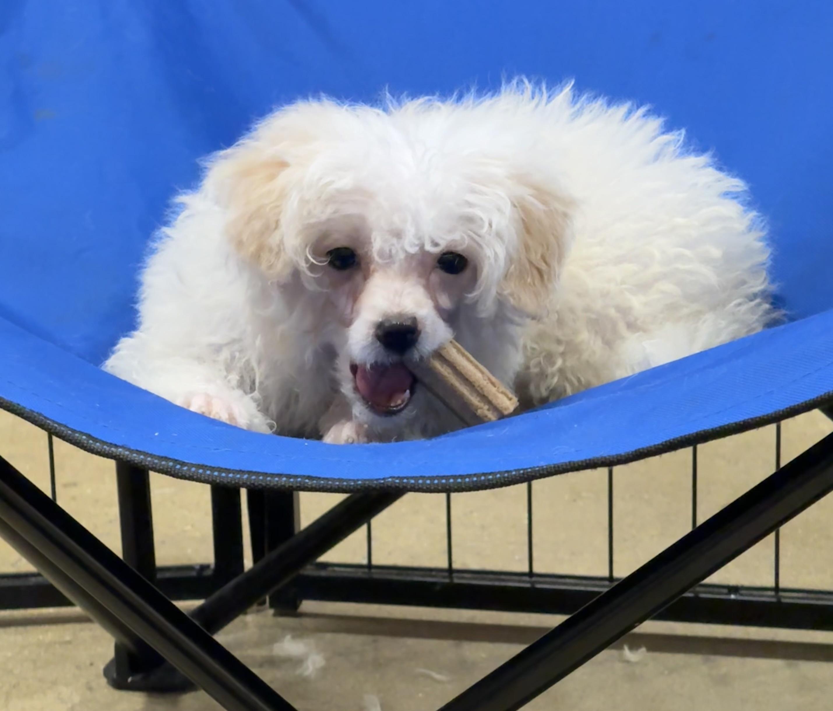 Barron , an adopted Miniature Poodle in warrenville, SC image 6/6