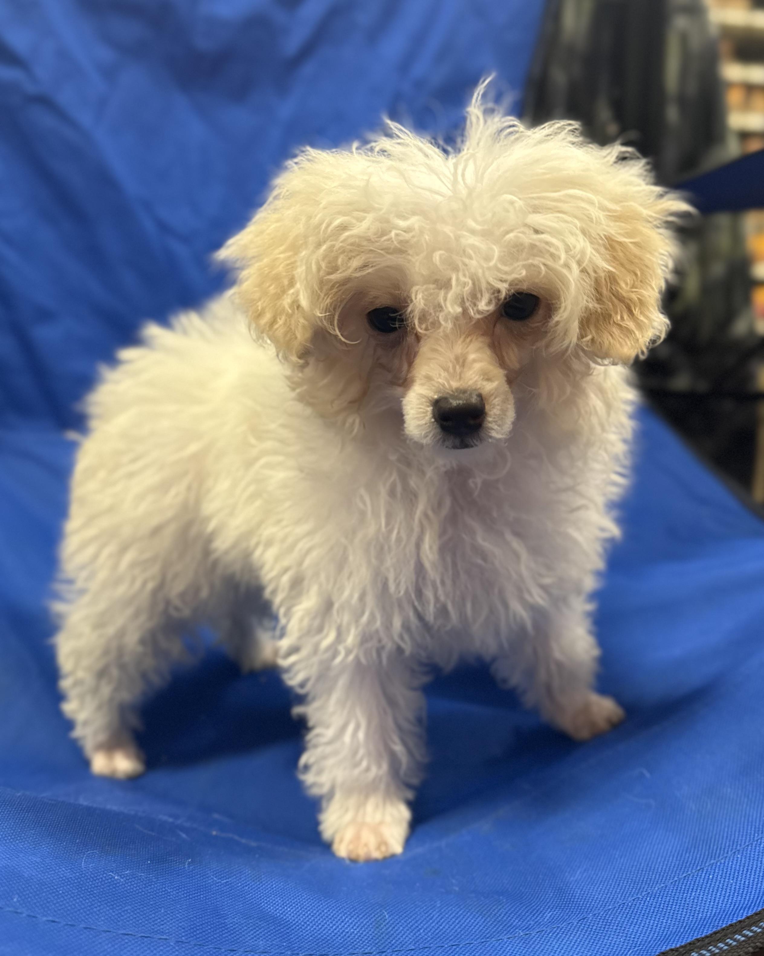 Barron , an adopted Miniature Poodle in warrenville, SC image 2/6