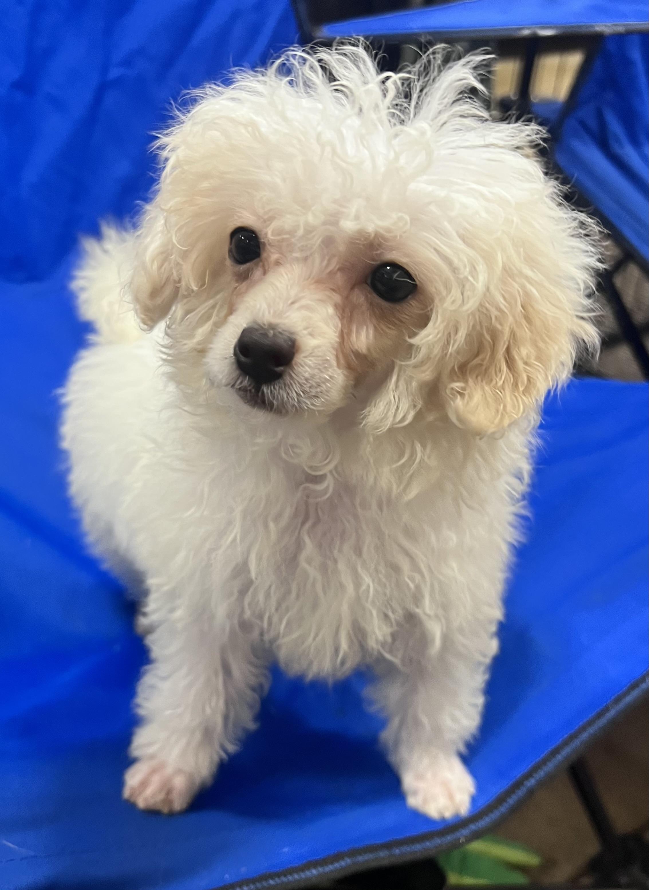 Barron , adoptable, Puppy Male Miniature Poodle.