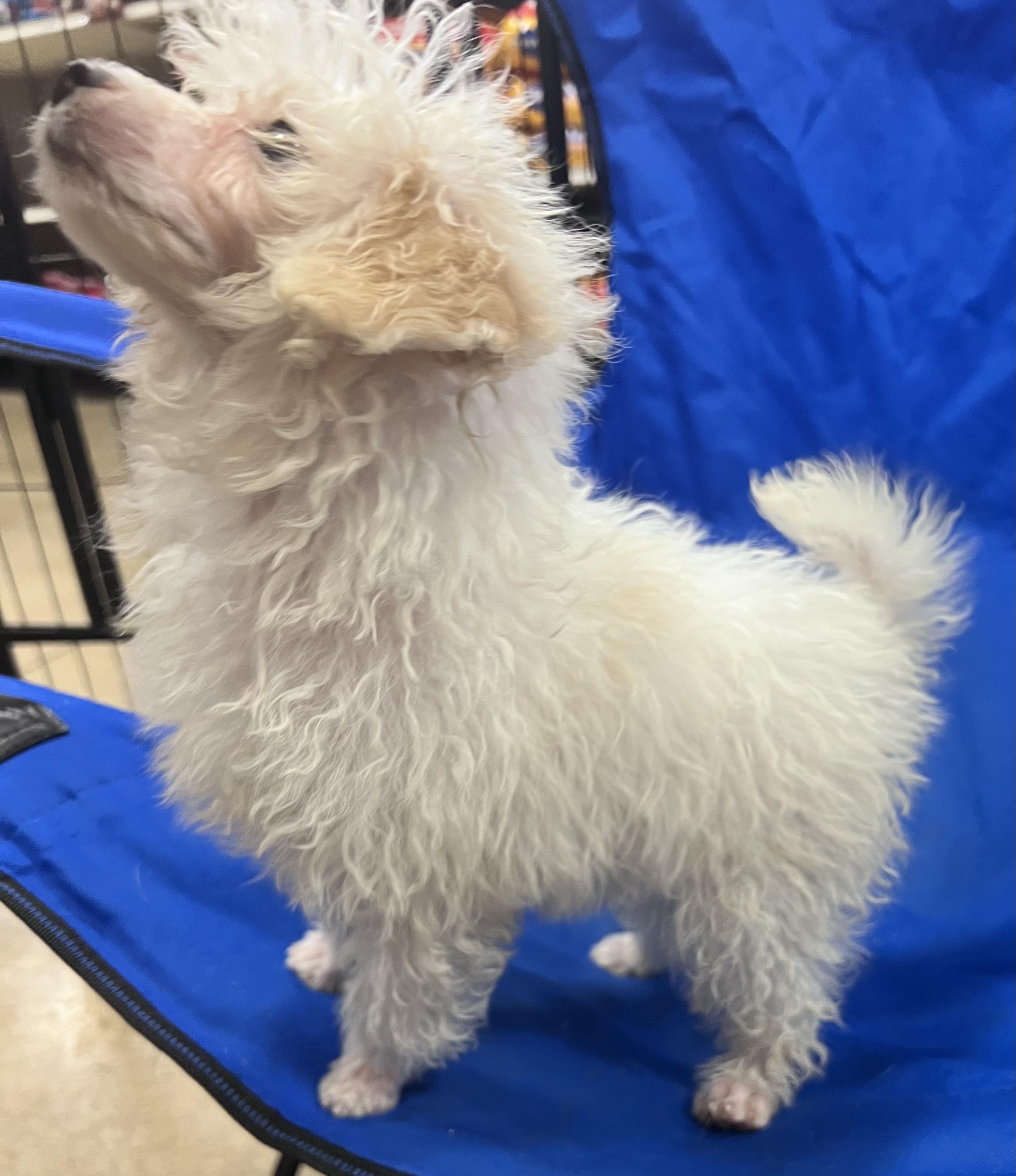 Barron , an adopted Miniature Poodle in warrenville, SC image 5/6