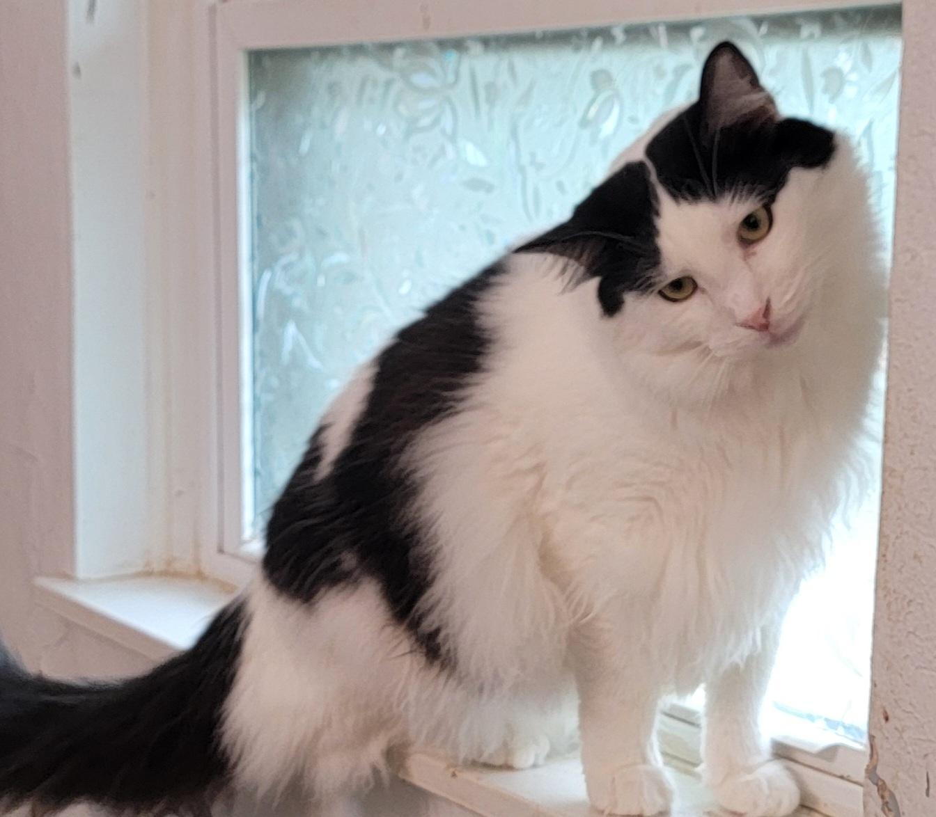 Enlarge Bisby, a ADOPTABLE mixed breed in The Woodlands, TX image 1/5