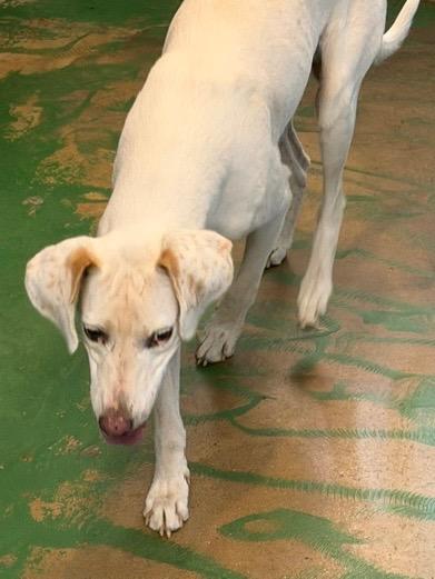 Bow 26, Adoptable, Puppy Male English Pointer.