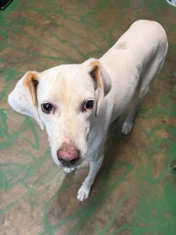 Enlarge Bow 26, a Adoptable mixed breed in Brookhaven, MS image 2/6