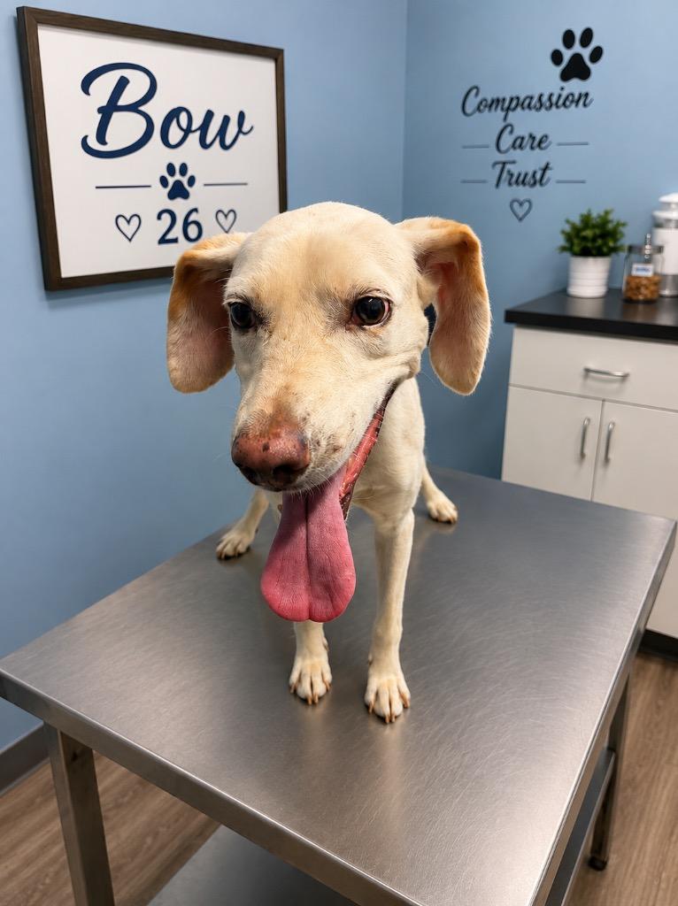 Enlarge Bow 26, a Adoptable mixed breed in Brookhaven, MS image 3/6