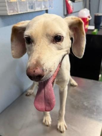 Enlarge Bow 26, a Adoptable mixed breed in Brookhaven, MS image 4/6