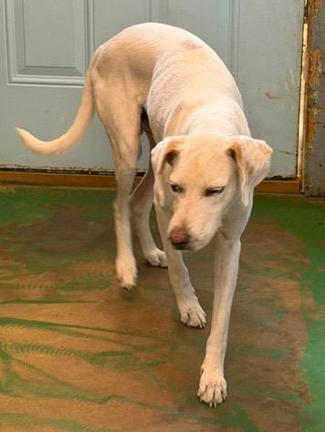 Enlarge Bow 26, a Adoptable mixed breed in Brookhaven, MS image 5/6