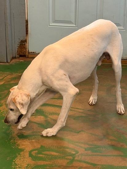 Enlarge Bow 26, a Adoptable mixed breed in Brookhaven, MS image 6/6