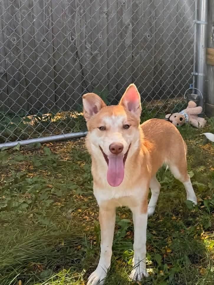 Landry, Adoptable, Young Female Akita & Shepherd.