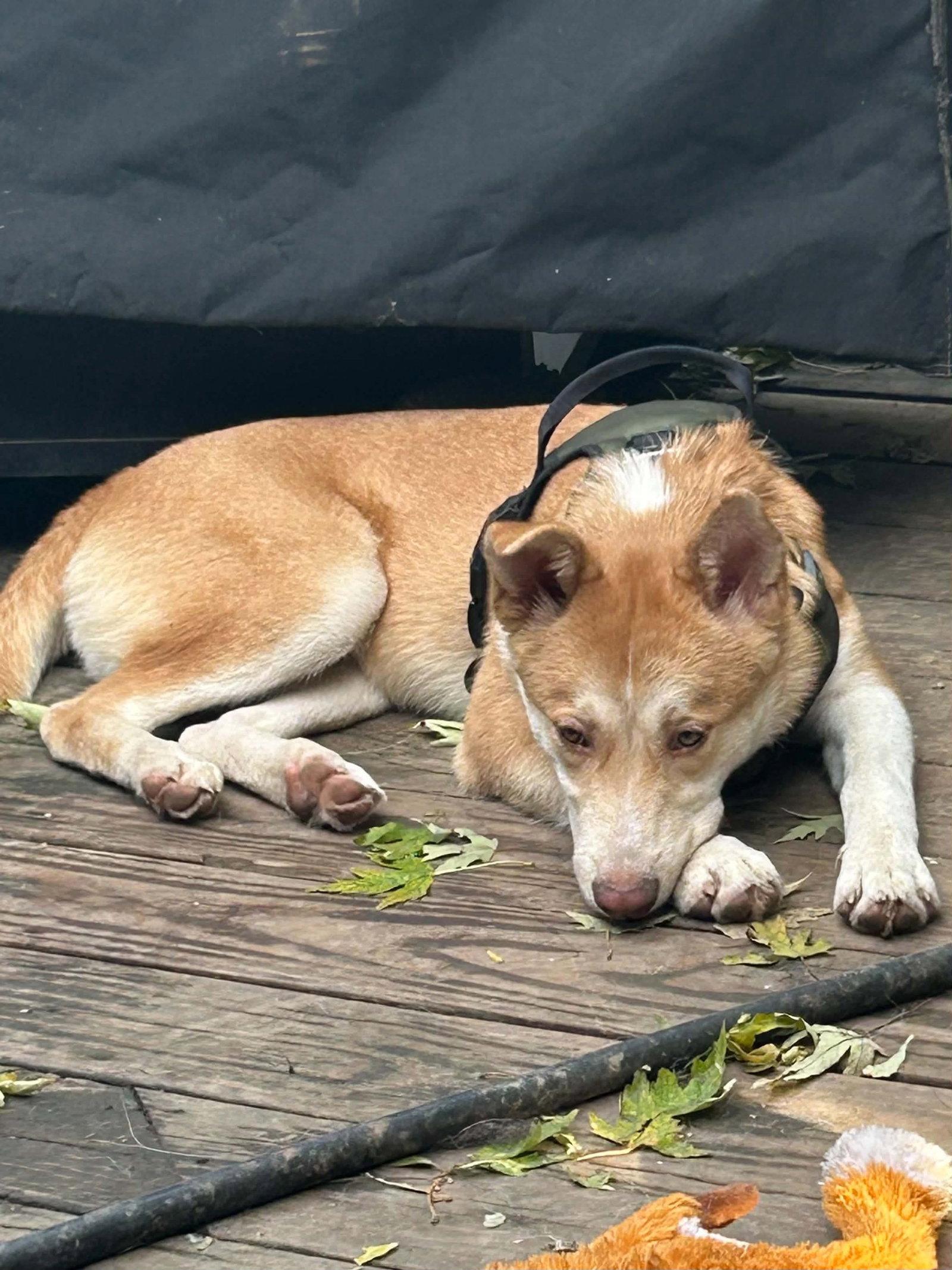 Enlarge Landry, a Adoptable mixed breed in hinckley, IL image 2/2