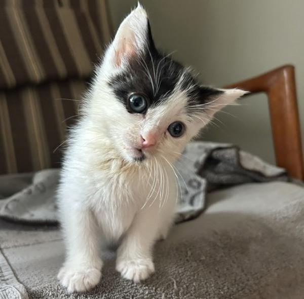 Lychee, Adoptable, Kitten Male Domestic Short Hair.
