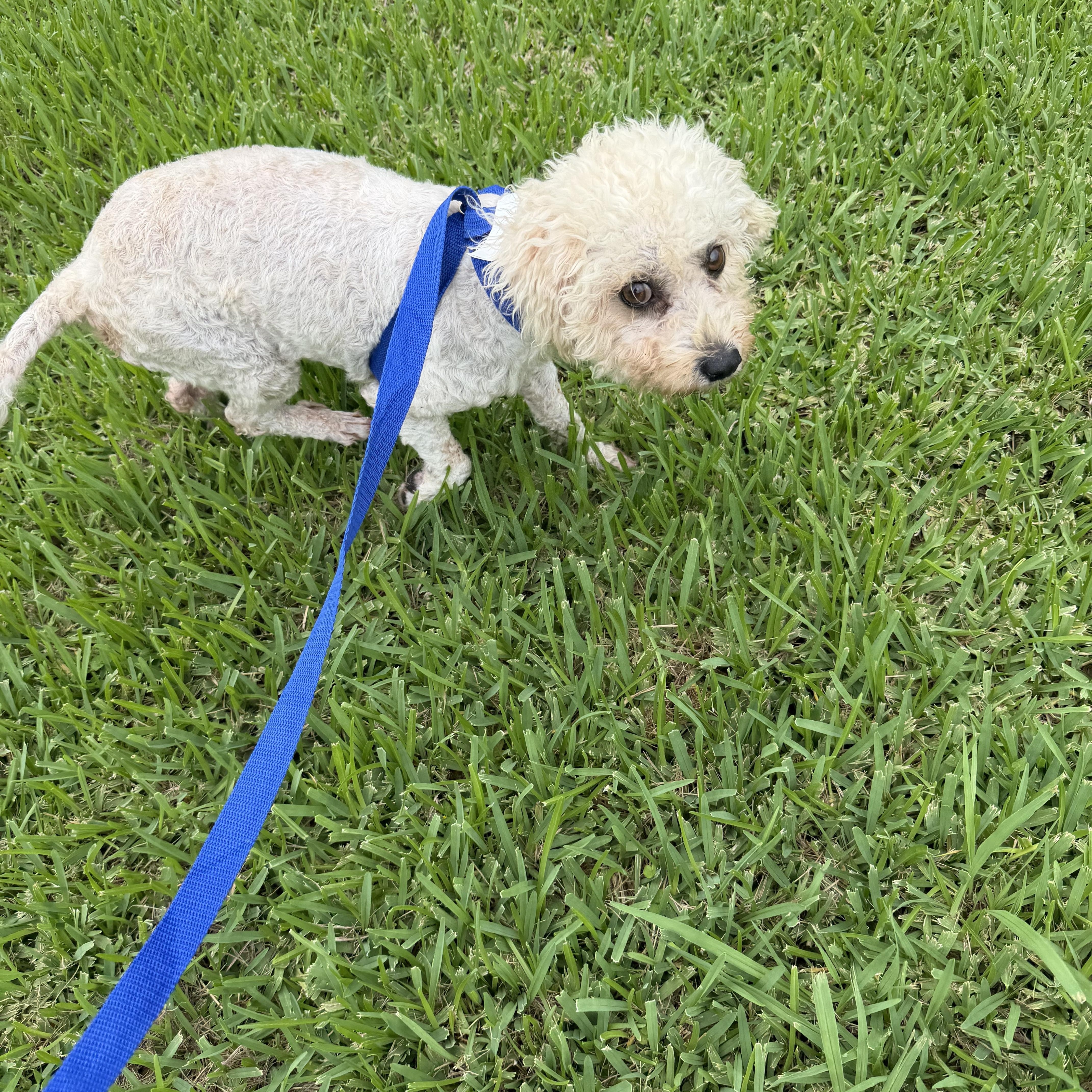 Princess, ADOPTABLE, Adult Female Maltipoo.