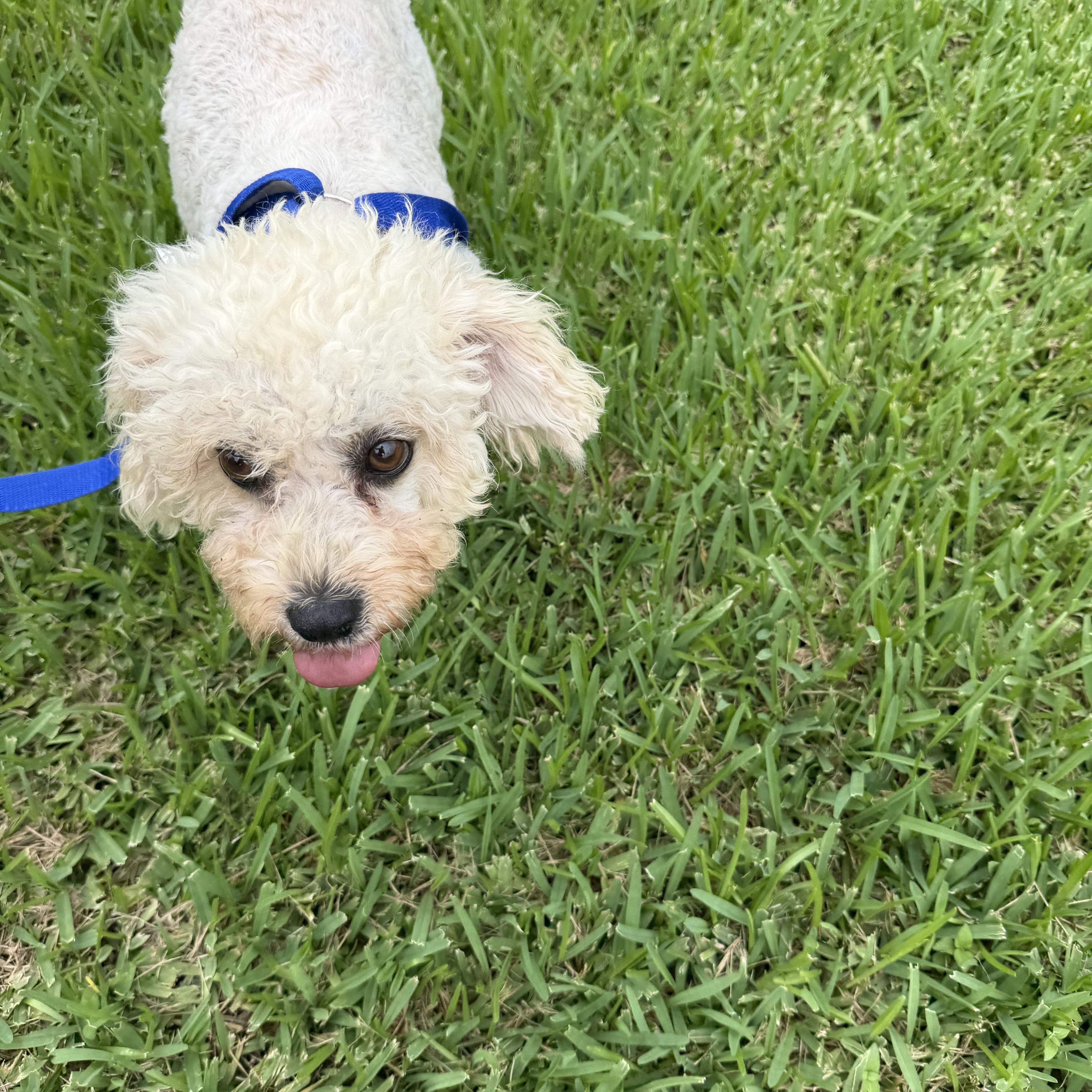 Enlarge Princess, a ADOPTABLE Maltipoo in Westerly, RI image 3/3
