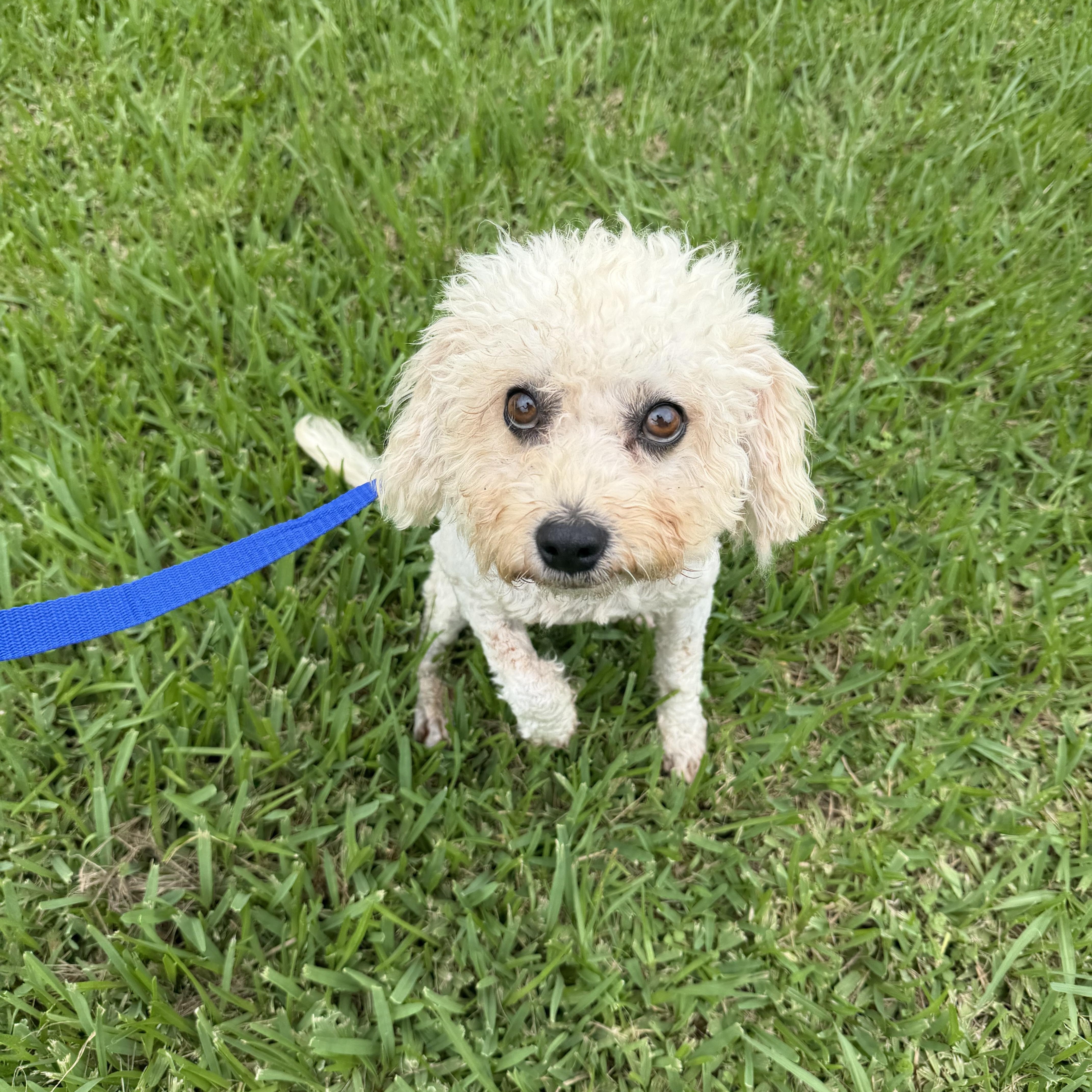 Enlarge Princess, a ADOPTABLE Maltipoo in Westerly, RI image 2/3