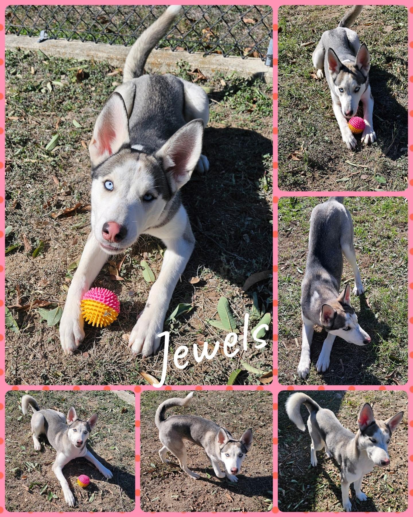 Enlarge Jewels, a ADOPTABLE mixed breed in Universal City, TX image 1/1