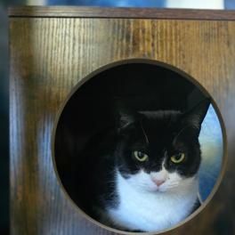 Enlarge Millie, a ADOPTABLE Domestic Short Hair in west Warwick, RI image 2/2