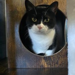 Enlarge Millie, a ADOPTABLE Domestic Short Hair in west Warwick, RI image 1/2