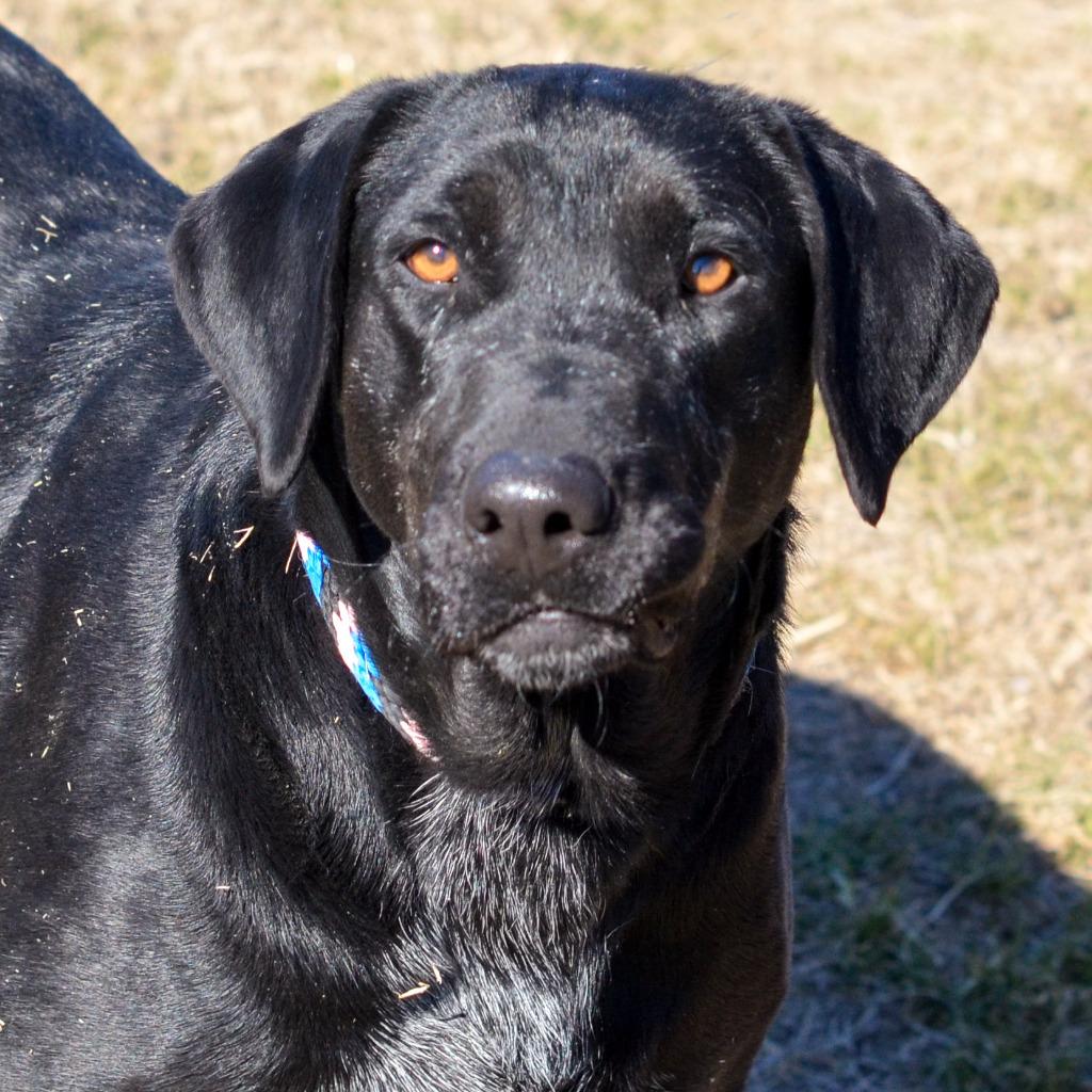 Enlarge Sasha, a Adoptable Labrador Retriever in Quinlan, TX image 1/6