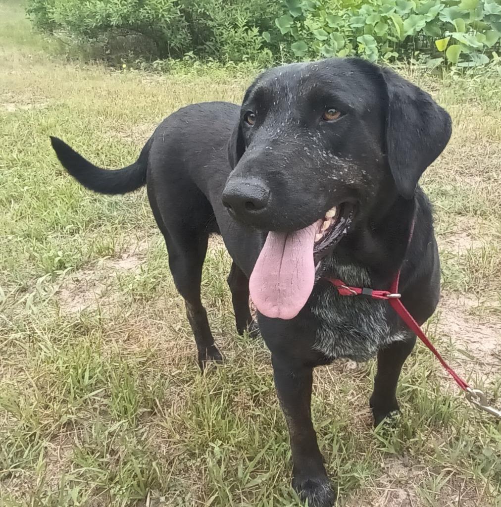 Enlarge Sasha, a Adoptable Labrador Retriever in Quinlan, TX image 2/6