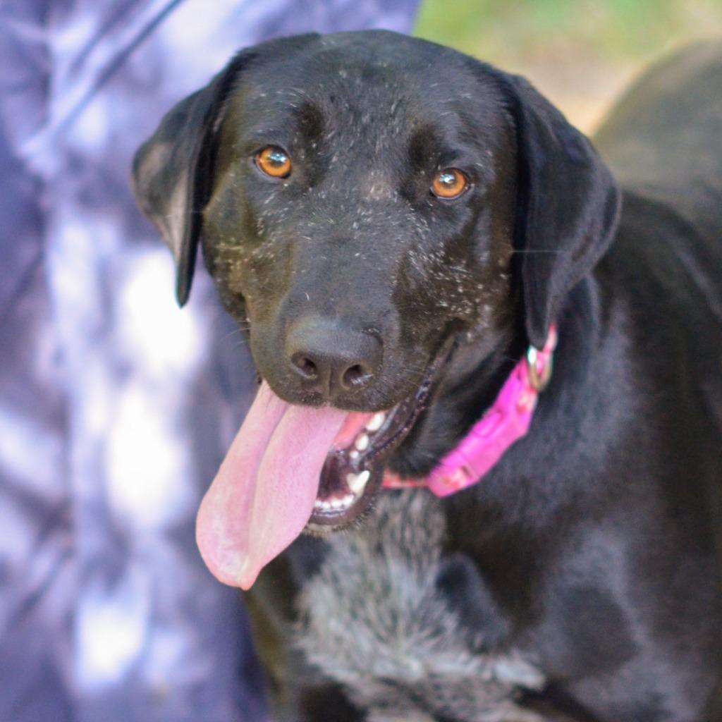 Enlarge Sasha, a Adoptable Labrador Retriever in Quinlan, TX image 3/6