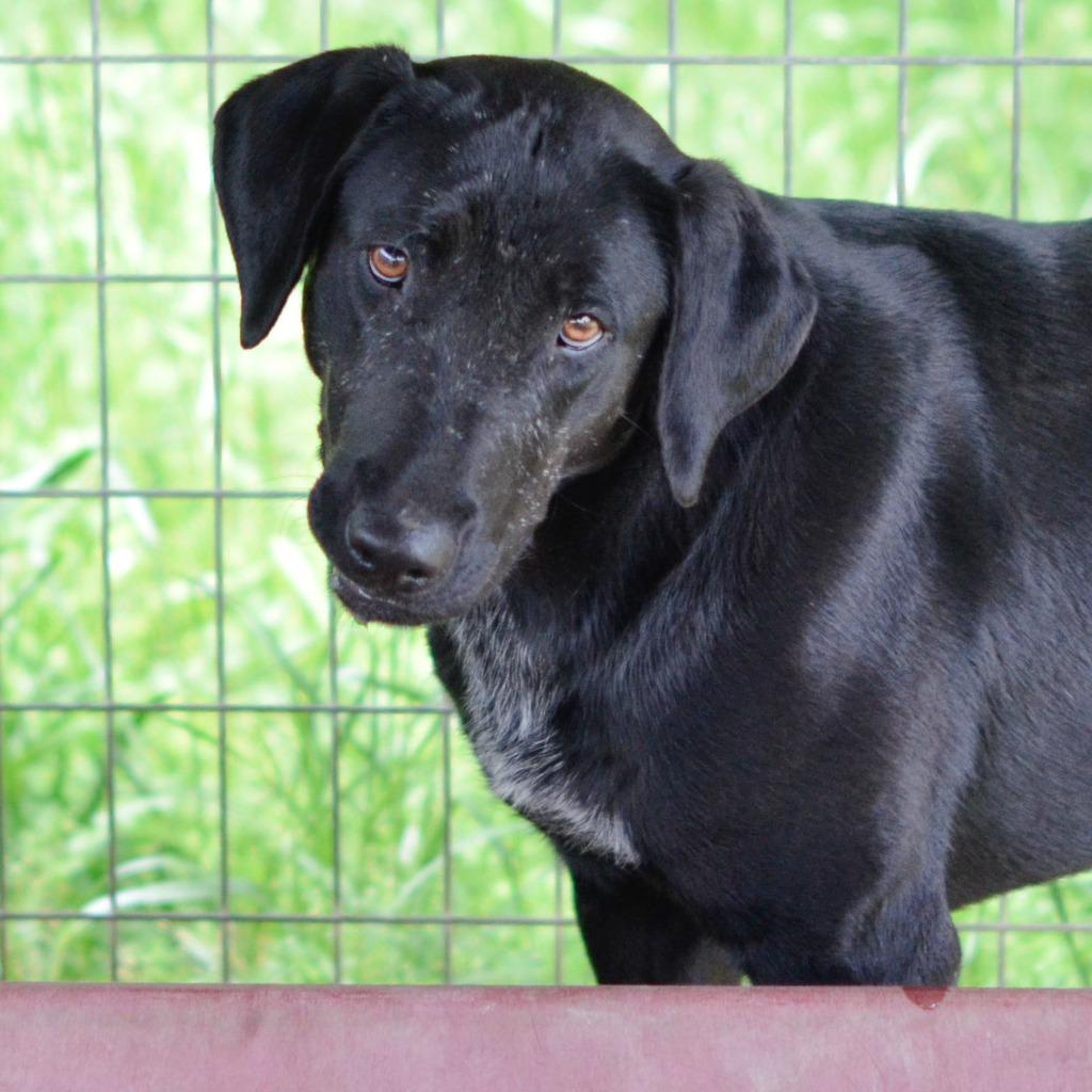 Enlarge Sasha, a Adoptable Labrador Retriever in Quinlan, TX image 4/6