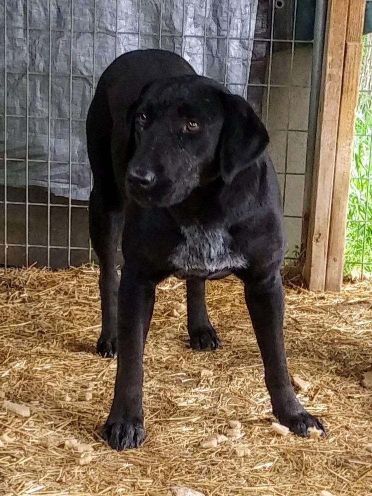 Enlarge Sasha, a Adoptable Labrador Retriever in Quinlan, TX image 4/6