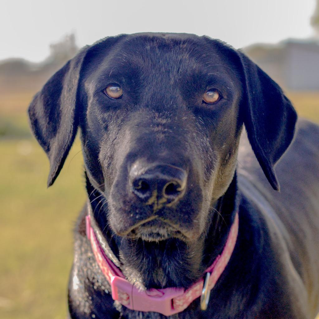 Enlarge Sasha, a Adoptable Labrador Retriever in Quinlan, TX image 5/6