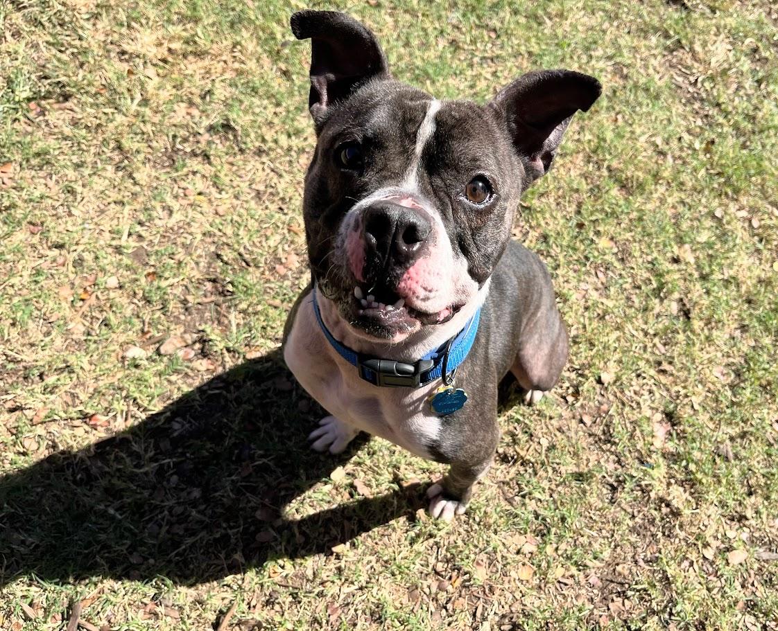 Enlarge Thor* A213056, a Adoptable Pit Bull Terrier in Plano, TX image 3/6