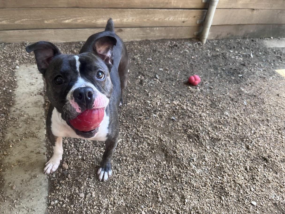 Thor* A213056, a Adoptable Pit Bull Terrier in Plano, TX image 6/6