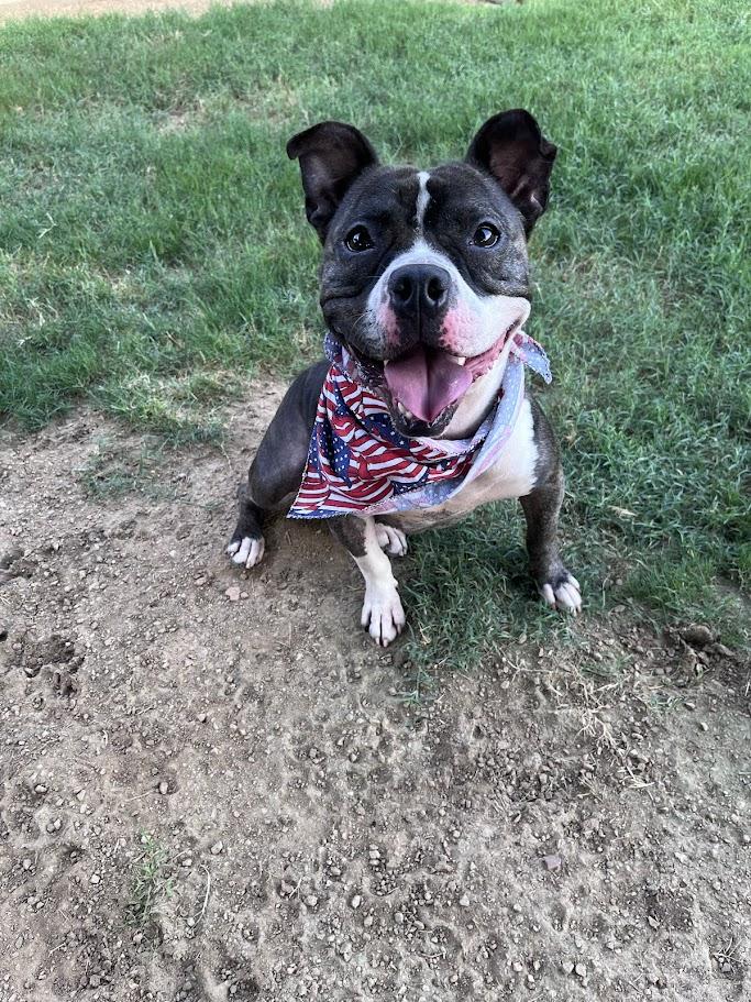 Thor* A213056, a Adoptable Pit Bull Terrier in Plano, TX image 1/6