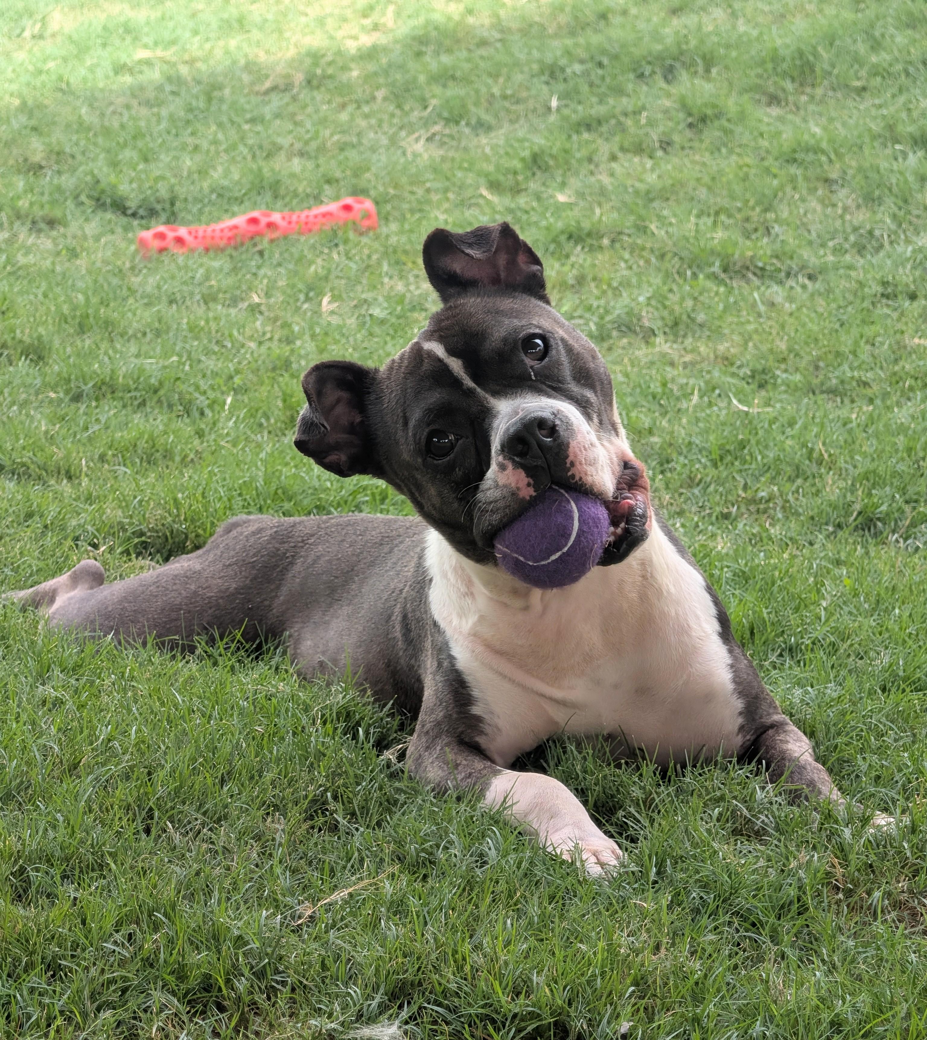 Thor* A213056, a Adoptable Pit Bull Terrier in Plano, TX image 1/6