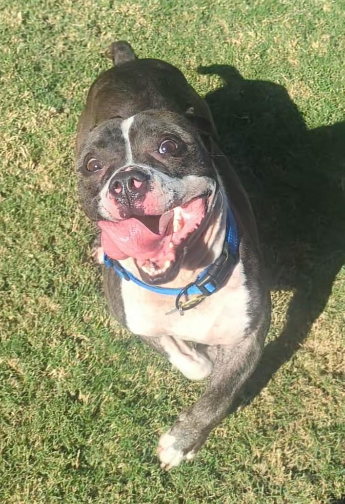 Enlarge Thor* A213056, a Adoptable Pit Bull Terrier in Plano, TX image 5/6