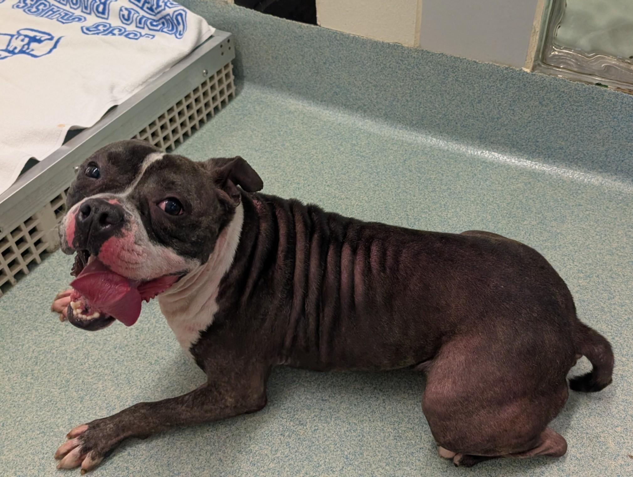 Thor A213056