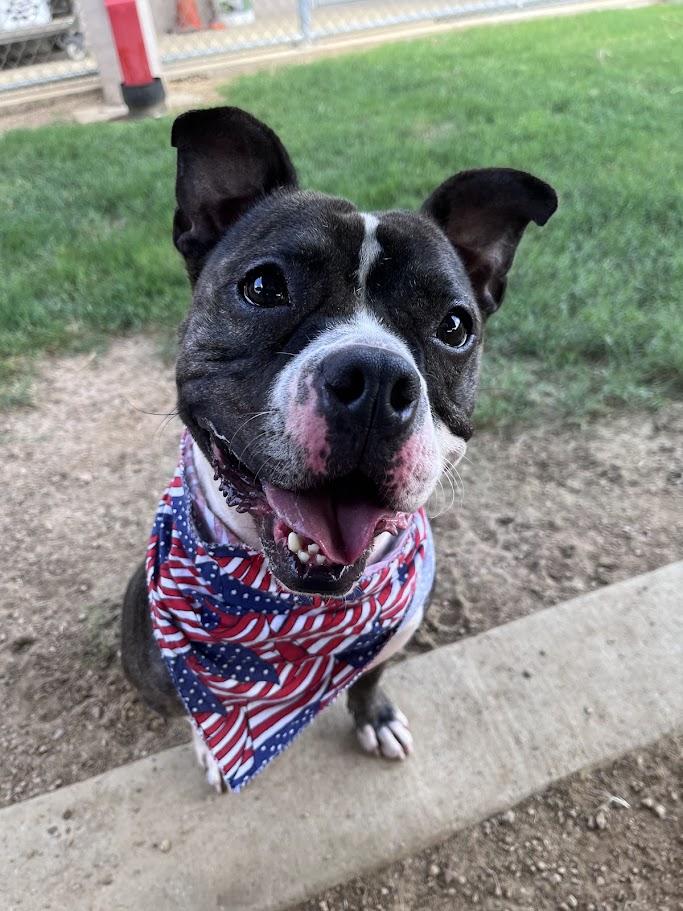 Thor* A213056, a Adoptable Pit Bull Terrier in Plano, TX image 3/6