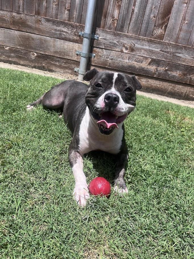 Thor* A213056, a Adoptable Pit Bull Terrier in Plano, TX image 2/6