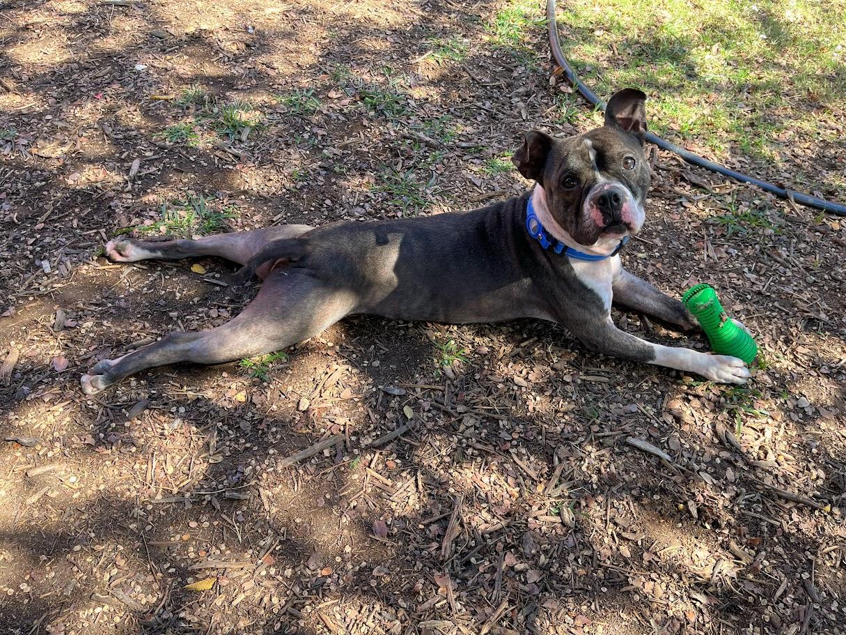 Enlarge Thor* A213056, a Adoptable Pit Bull Terrier in Plano, TX image 2/6