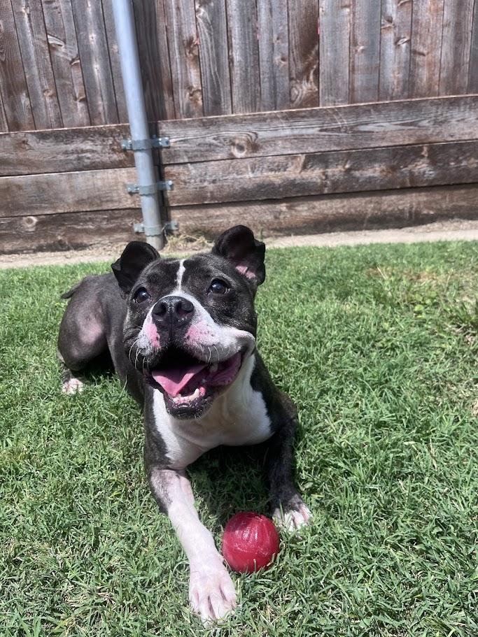 Thor* A213056, a Adoptable Pit Bull Terrier in Plano, TX image 5/6