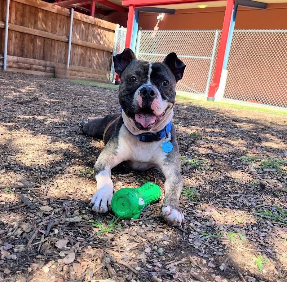 Enlarge Thor* A213056, a Adoptable Pit Bull Terrier in Plano, TX image 1/6