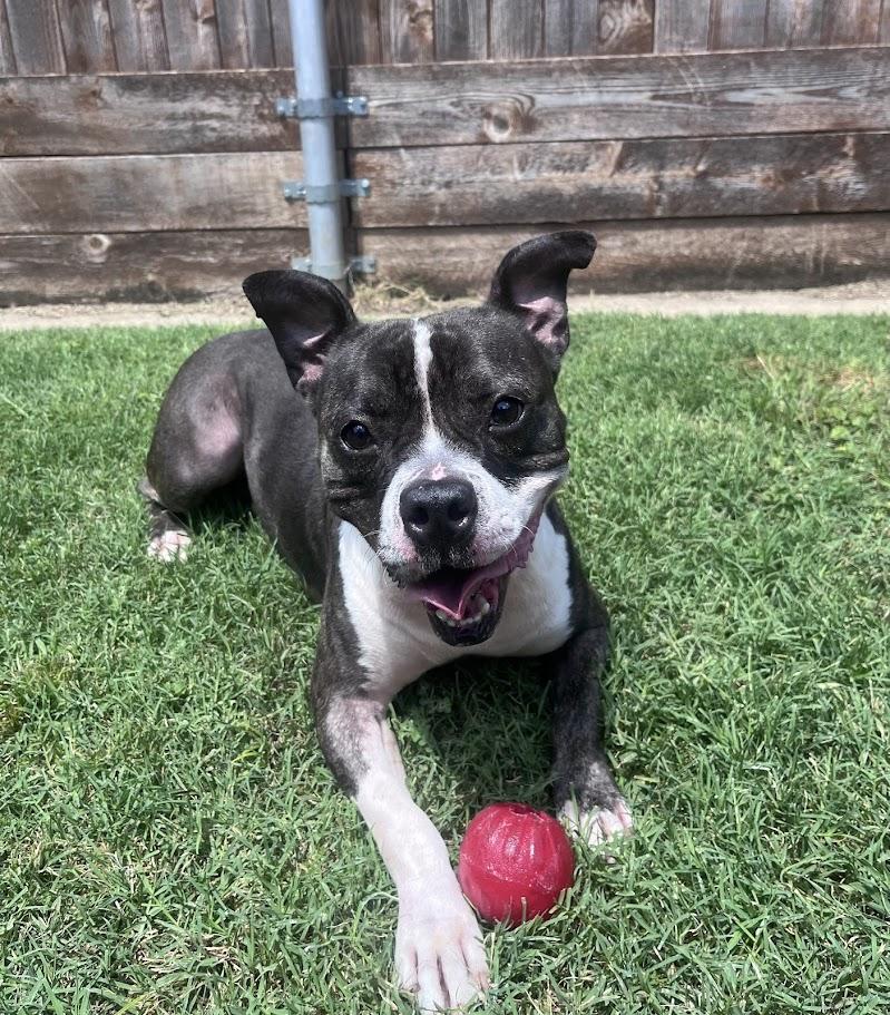 Thor* A213056, a Adoptable Pit Bull Terrier in Plano, TX image 1/6