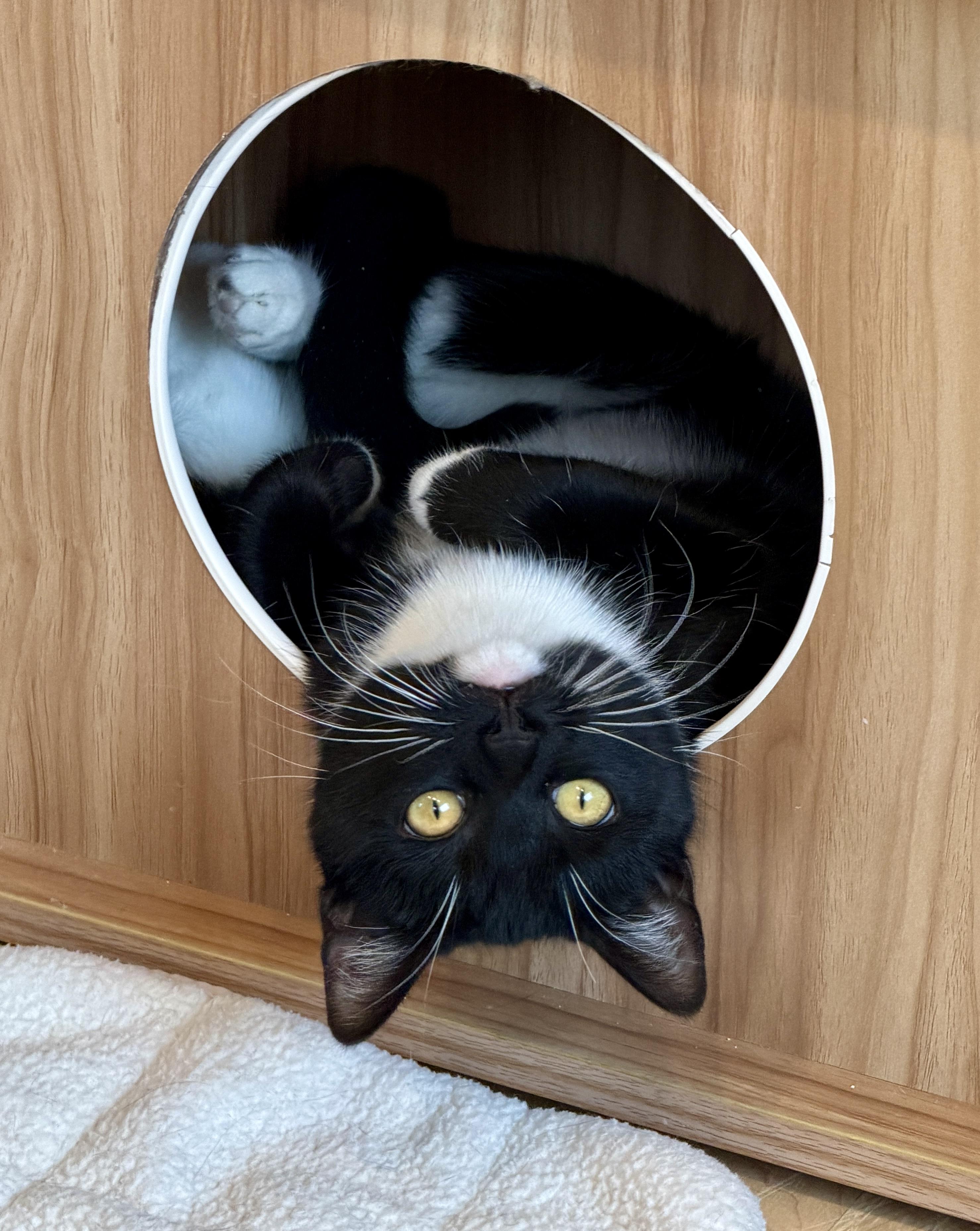 Enlarge Holly, a Adoptable Domestic Short Hair in Hull, MA image 1/4