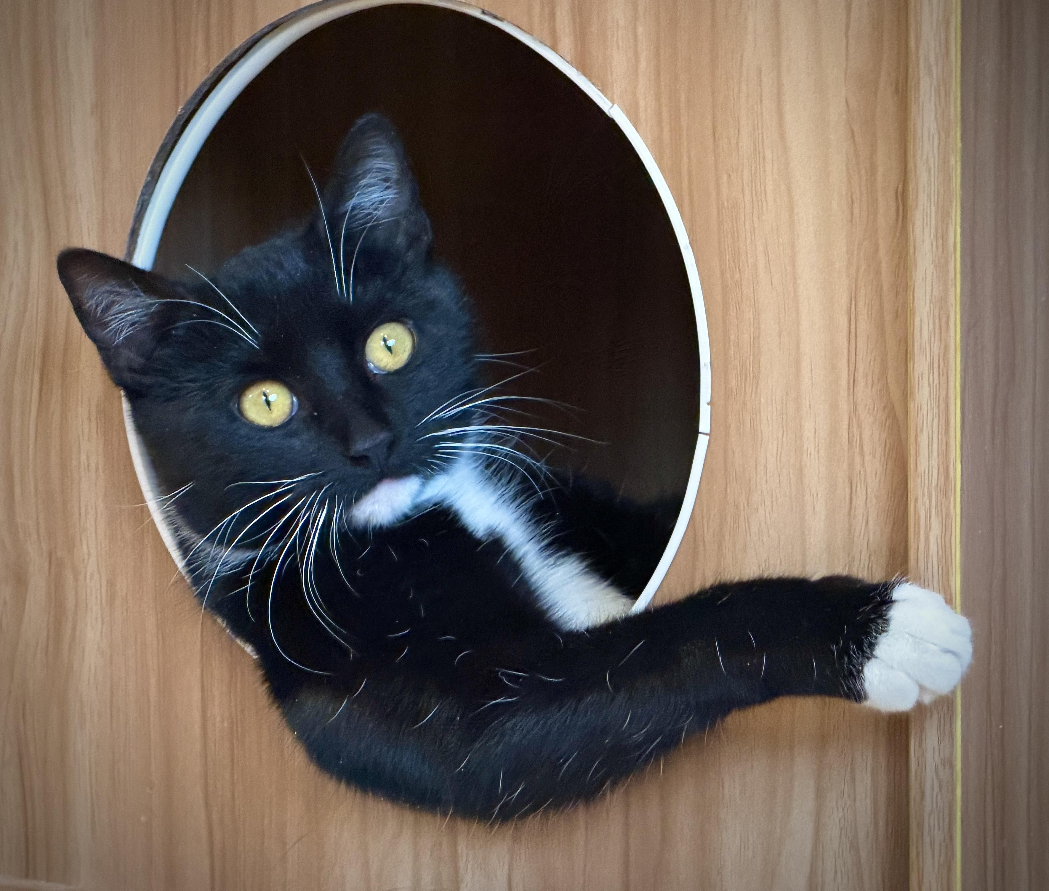 Enlarge Holly, a Adoptable Domestic Short Hair in Hull, MA image 2/4