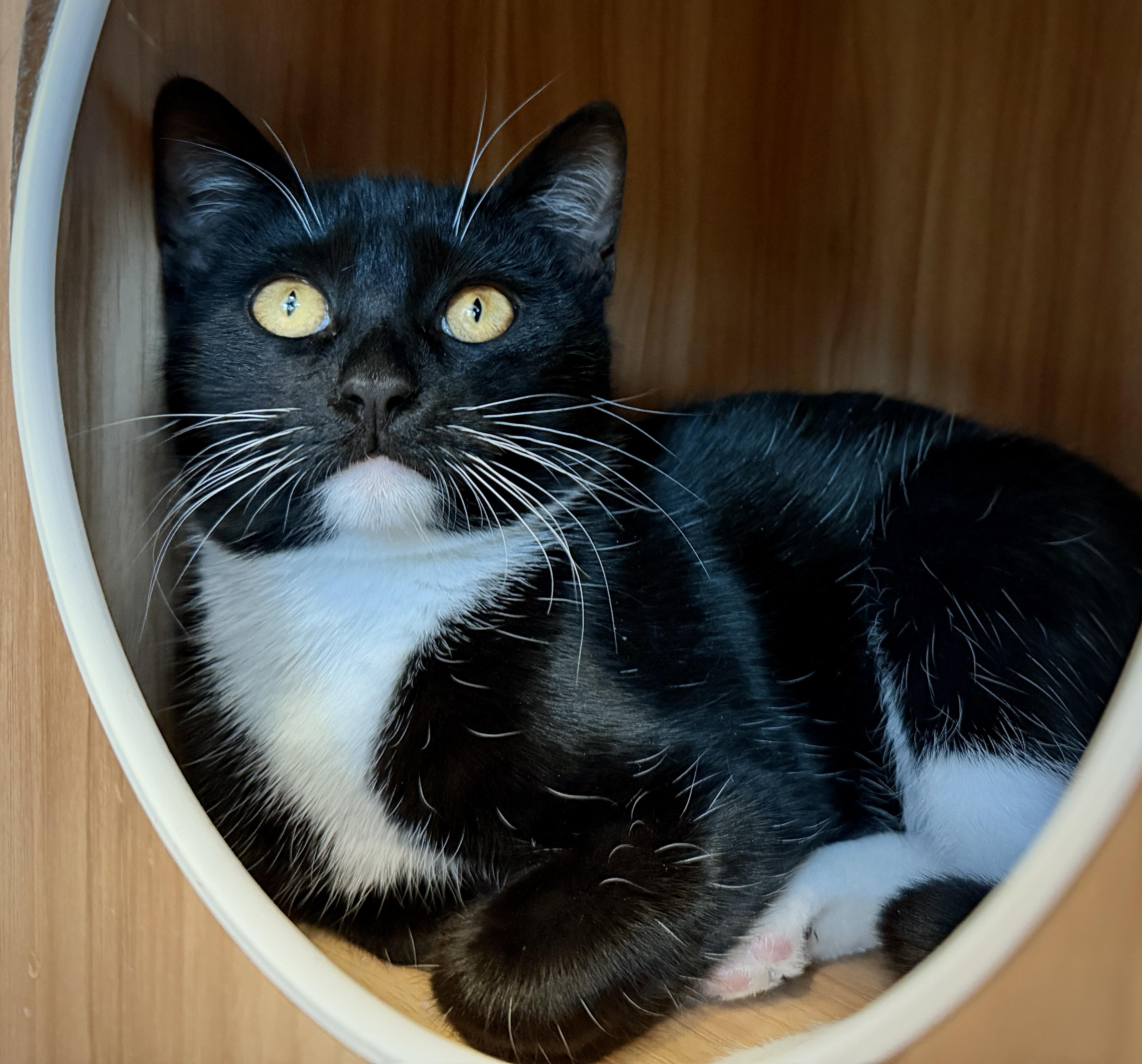 Enlarge Holly, a Adoptable Domestic Short Hair in Hull, MA image 3/4