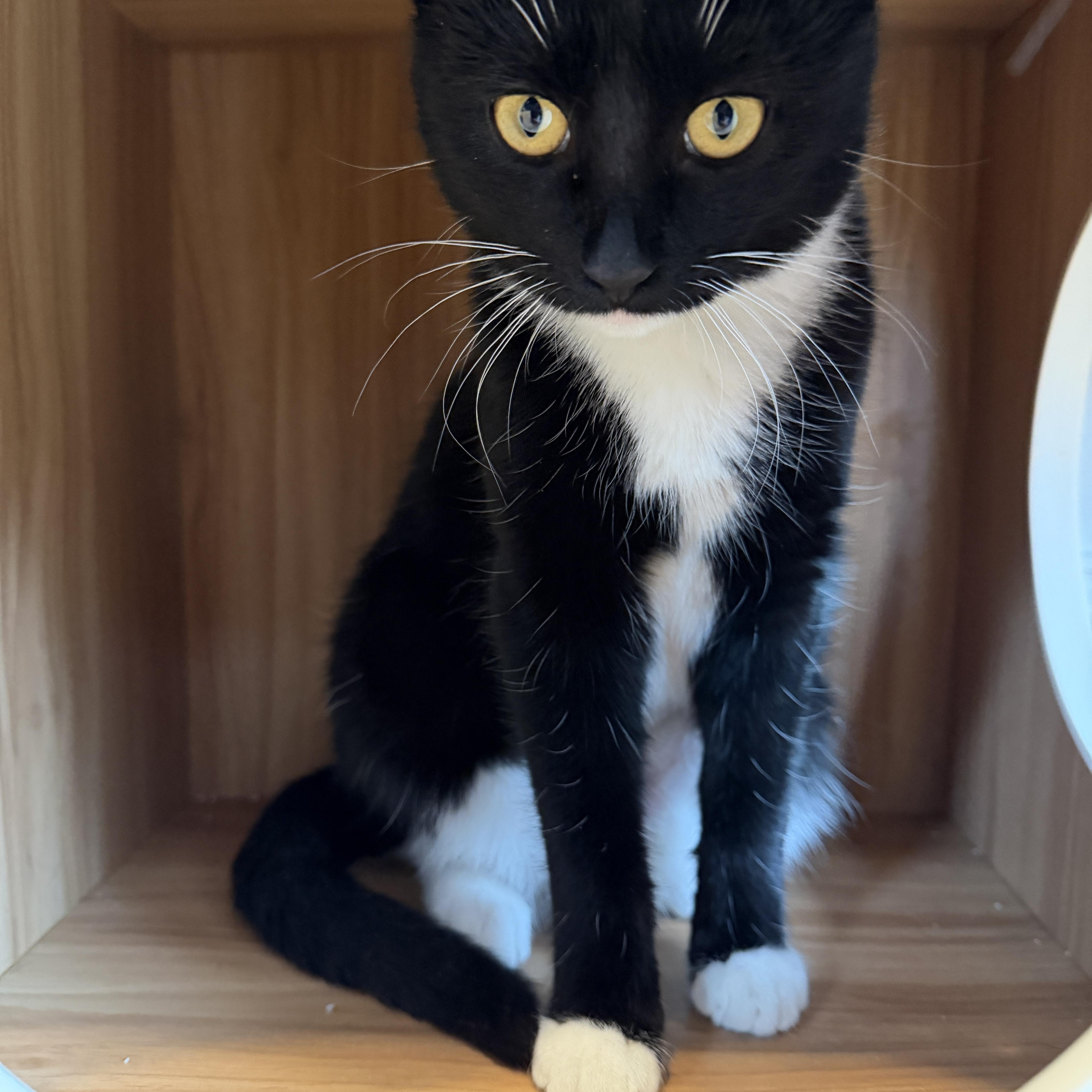 Enlarge Holly, a Adoptable Domestic Short Hair in Hull, MA image 4/4