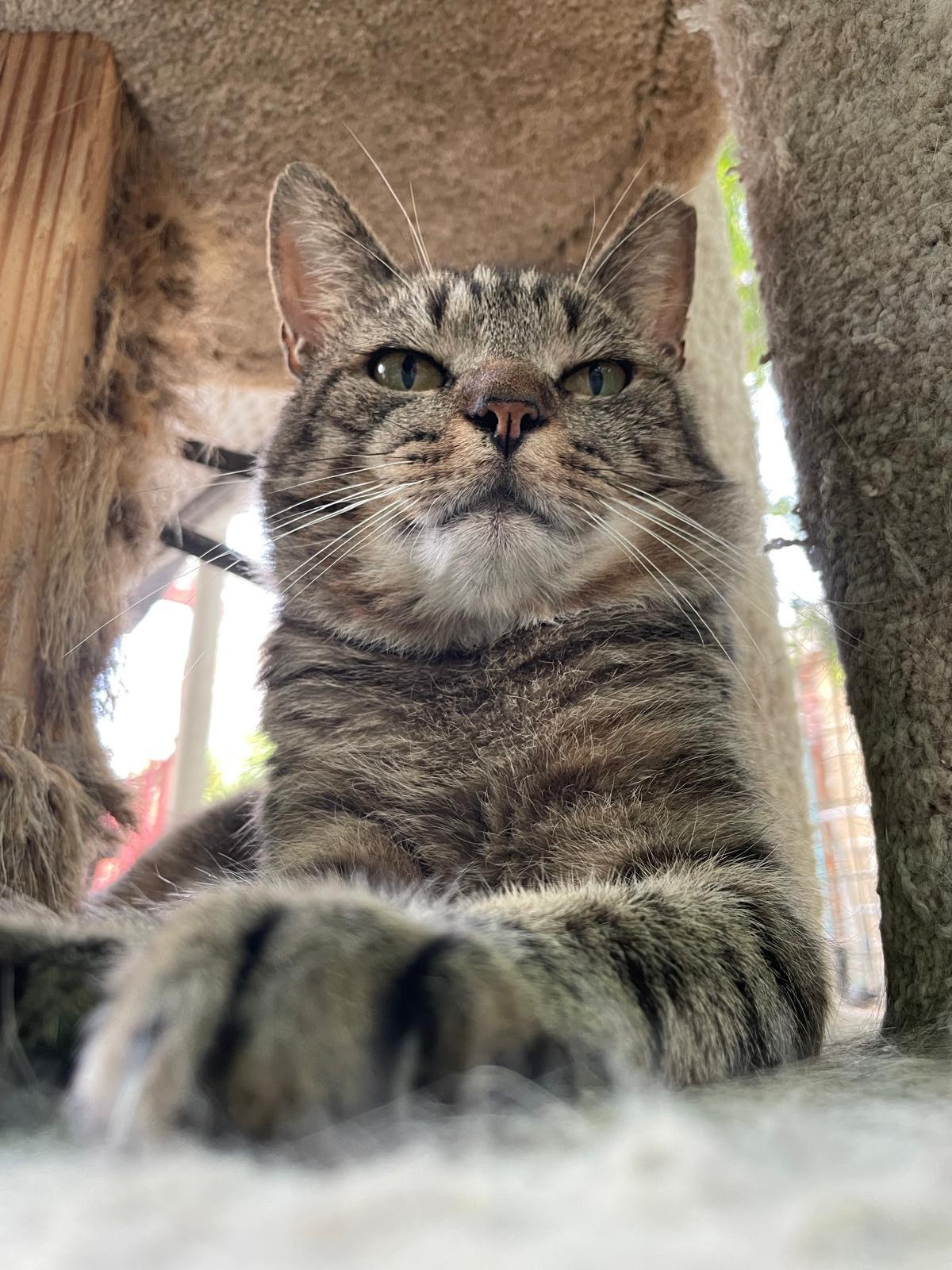 Enlarge Bruno, a ADOPTABLE Domestic Short Hair in South Ozone Park, NY image 1/4