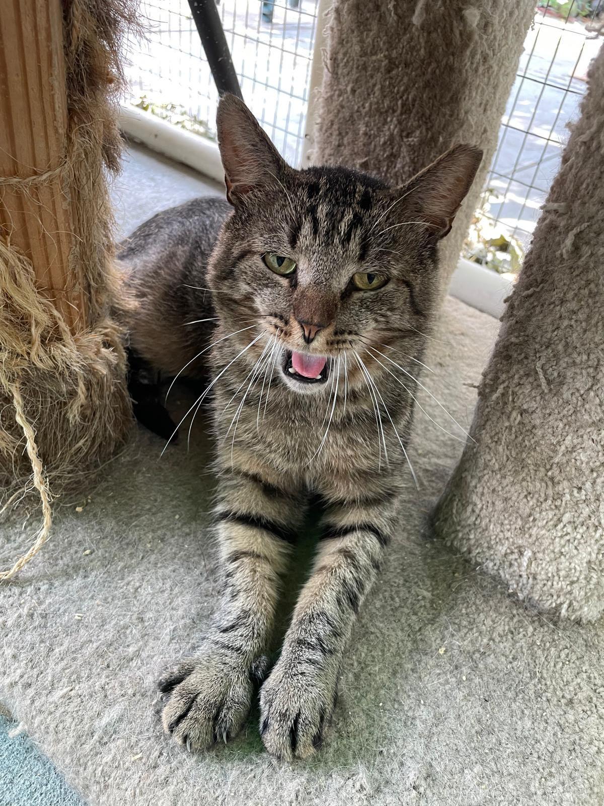 Enlarge Bruno, a ADOPTABLE Domestic Short Hair in South Ozone Park, NY image 2/4
